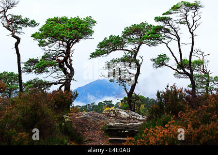 Glen Affric, pins tordus au-dessus de la rivière Affric Trail Banque D'Images