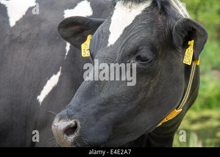 Le pâturage d'une Holstein Vache noir et blanc dans un champ Banque D'Images