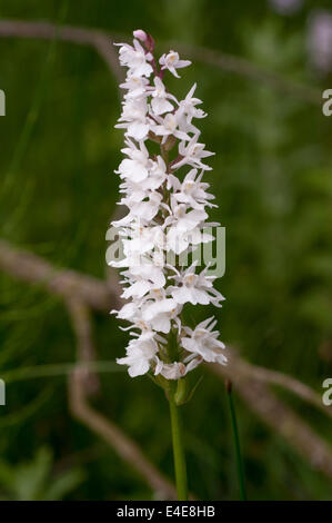 Dactylorhiza maculata spotted orchid commun heath forme blanche Banque D'Images