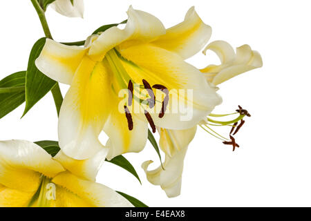 Lily fleurs, lat. Lilium hybride Oriental, isolé sur fond blanc Banque D'Images