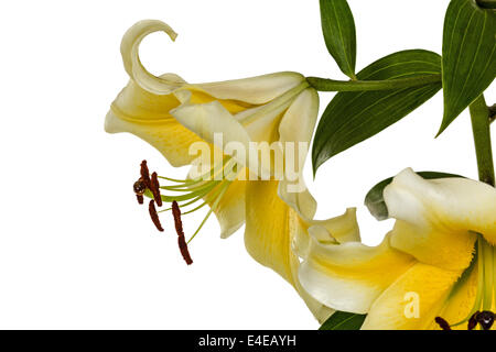 Lily fleurs, lat. Lilium hybride Oriental, isolé sur fond blanc Banque D'Images