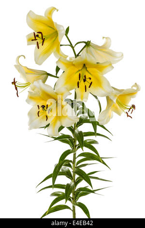 Lily fleurs, lat. Lilium hybride Oriental, isolé sur fond blanc Banque D'Images