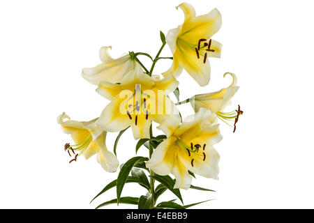 Lily fleurs, lat. Lilium hybride Oriental, isolé sur fond blanc Banque D'Images