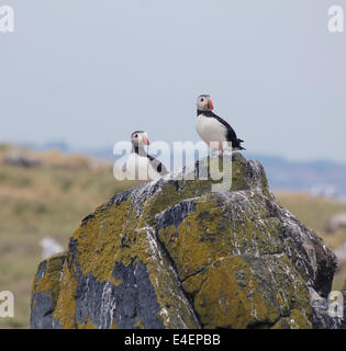 Les macareux sur l'île de mai, l'Ecosse Banque D'Images