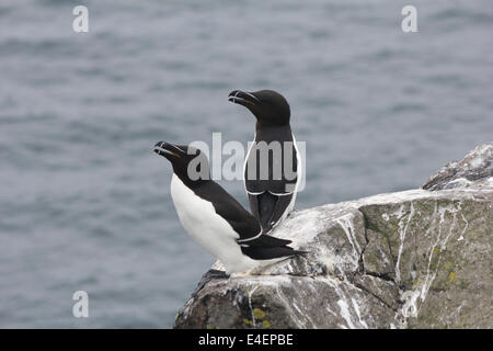 Les petits pingouins sur l'île de mai, l'Ecosse Banque D'Images