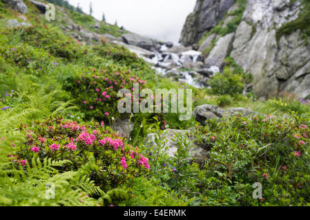 Rhododendrons en fleurs dans le paysage alpin. Banque D'Images