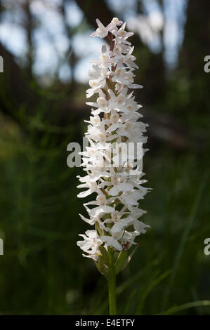 Dactylorhiza maculata spotted orchid white heath commun Banque D'Images