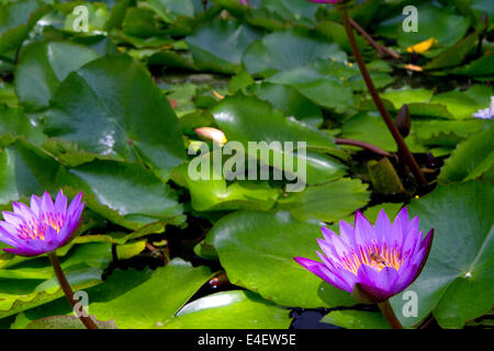 Nymphaea nouchali, star lotus nénuphar sur l'île de Tahiti, Polynésie française. Banque D'Images