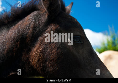 Poulain cheval Portrait. Close up. Banque D'Images