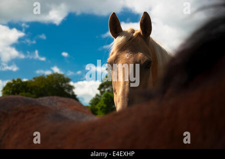 Regarde... Tourné au cours de l'épaule d'autres chevaux. Banque D'Images