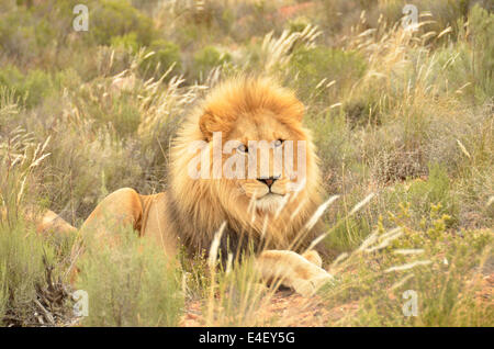 Plein développement Lion reposant dans l'herbe de veldt Banque D'Images
