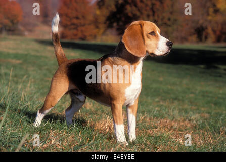 Beagle en automne permanent Meadow Banque D'Images