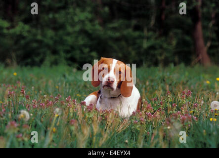 Beagle dans Spring Meadow Banque D'Images