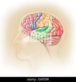 Vue latérale de la tête humaine montrant les lobes du cerveau humain. Banque D'Images