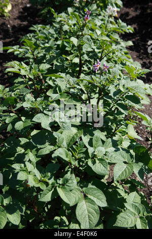 Solanum tuberosum 'Sarpo axona' plantes de pomme de terre en fleur Banque D'Images