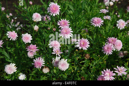 Agryanthemum «australienne Rose plante en fleurs" Banque D'Images