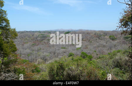 La forêt sèche tropicale, Parc National Santa Rosa, Province de Guanacaste, CR, pendant la saison sèche (Avril) Banque D'Images