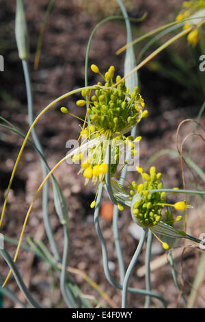 L'Allium flavum plante en fleur Banque D'Images