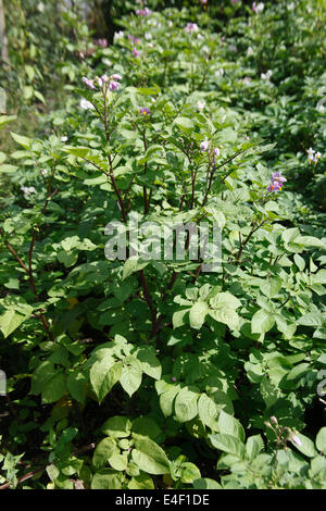 Solanum tuberosum 'Sarpo axona" de la pomme de terre plante Banque D'Images