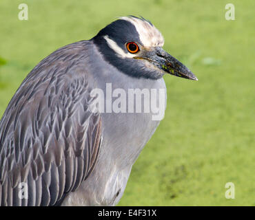 Bihoreau gris-jaune (Nyctanassa violacea) portrait. Brazos Bend State Park, Needville, Texas, USA. Banque D'Images