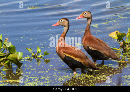 Une paire de sifflement à ventre noir (Dendrocygna autumnalis) canards dans un marais. Brazos Bend State Park, TX, USA. Banque D'Images