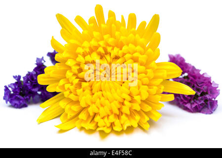 Fleur de chrysanthème jaune sur fond blanc Banque D'Images