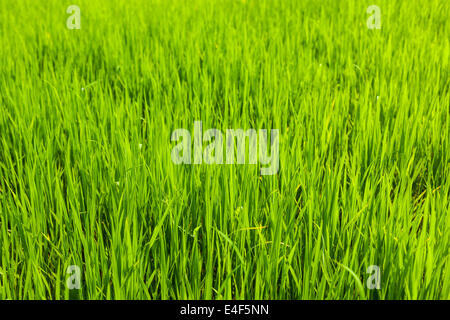 Champ de riz de près. Tamil Nadu, Inde Banque D'Images