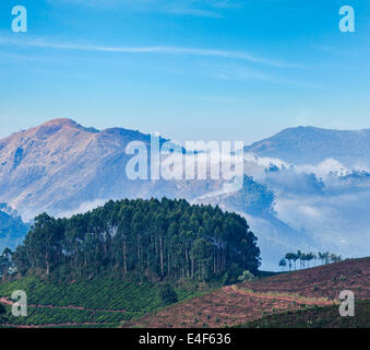 Arrière-plan de voyage Inde Kerala - lever du soleil et les plantations de thé à Munnar, Kerala, Inde Banque D'Images