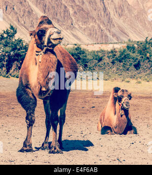 Effet Retro Vintage style hipster filtré de l'image de voyage les chameaux de Bactriane en Himalaya. Home Maison village, la Vallée de Nubra, Ladakh, Banque D'Images