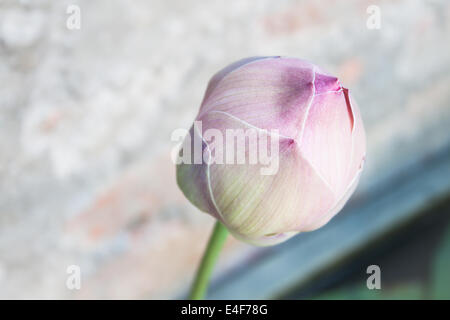 Close up lilly rose bud avec de l'eau vintage background Banque D'Images