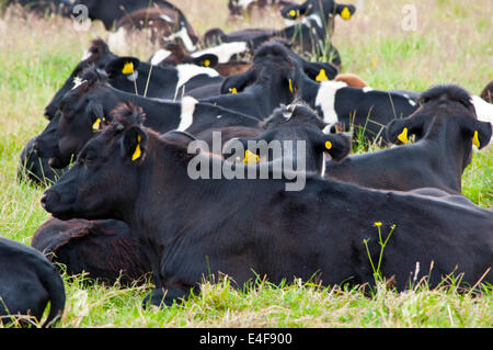 Troupeau de vaches couché dans le champ Banque D'Images