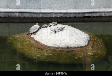 C'est une photo de 4 tortues qui se tiennent sur une petite île de roche dans un parc ou jardin dans le parc de Hong Kong de la ville avec la même Banque D'Images