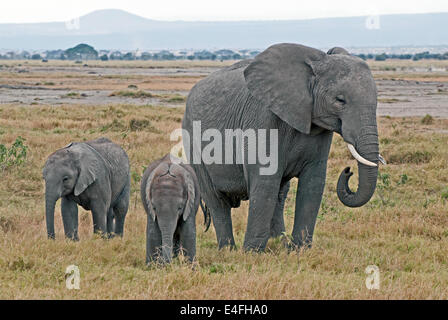 L'Eléphant d'Afrique femelle près de deux bébés partie de groupe familial Parc national Amboseli Kenya Afrique de l'Est Banque D'Images