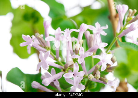 Fleurs lilas mauve miss kim sur une branche, sur un fond blanc Banque D'Images