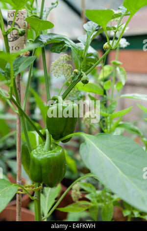 Le poivron F1 Celica (Capsicum annuum var. annuum) croissant dans une serre, montrant les poivrons à différentes étapes. Banque D'Images