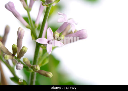 Fleurs lilas mauve miss kim sur une branche, sur un fond blanc Banque D'Images