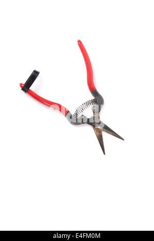 Pour ciseaux jardinage, isolé sur fond blanc Banque D'Images