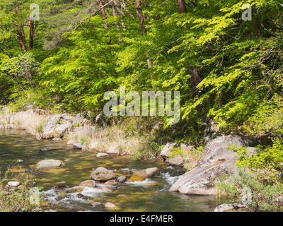 Dans les gorges de Shosenkyo à Kofu vert frais, Yamanashi, Japon Banque D'Images