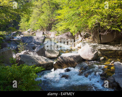 Dans les gorges de Shosenkyo à Kofu vert frais, Yamanashi, Japon Banque D'Images