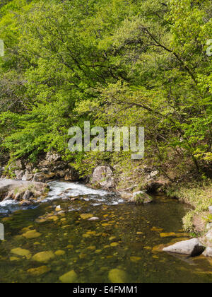 Dans les gorges de Shosenkyo à Kofu vert frais, Yamanashi, Japon Banque D'Images