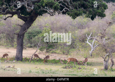 Un troupeau de cerfs communs repèrés à l'ombre d'un grand arbre. Deux d'entre eux sont des combats. Banque D'Images