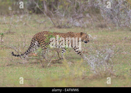 Leopard Sri-lankais dans son environnement au parc national de Yala Banque D'Images