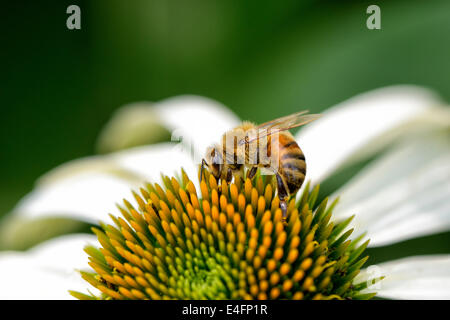 Gros plan du chef de l'abeille sur une fleur echinecea Banque D'Images