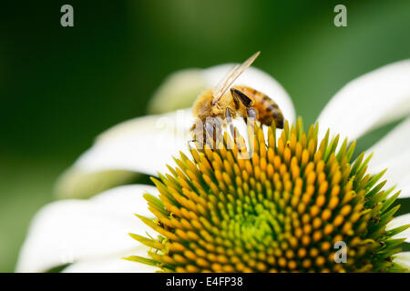 Gros plan du chef de l'abeille sur une fleur echinecea Banque D'Images