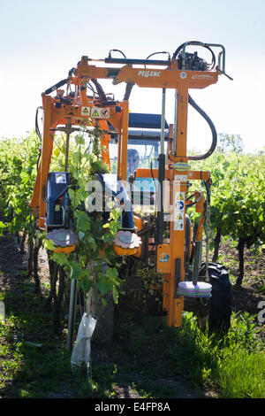 Collecte de branches de tracteur rangées de vignes avec fil de levage. Banque D'Images