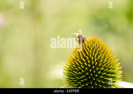 Gros plan du chef de l'abeille sur une fleur echinecea Banque D'Images