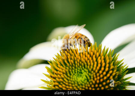 Gros plan du chef de l'abeille sur une fleur echinecea Banque D'Images