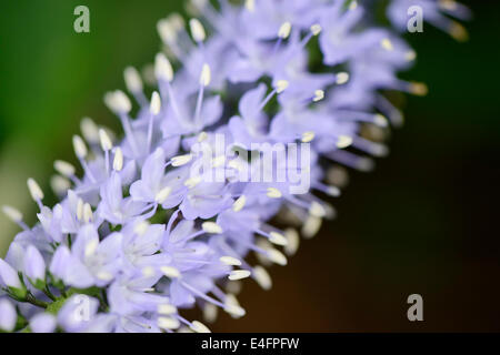 Libre de Veronica longifolia flowers in field Banque D'Images