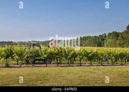 Sensibilisation du tracteur branches de vignes avec fil de levage. Banque D'Images