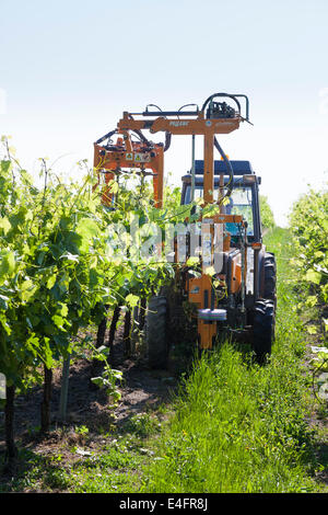 Sensibilisation du tracteur branches de vignes avec fil de levage. Banque D'Images